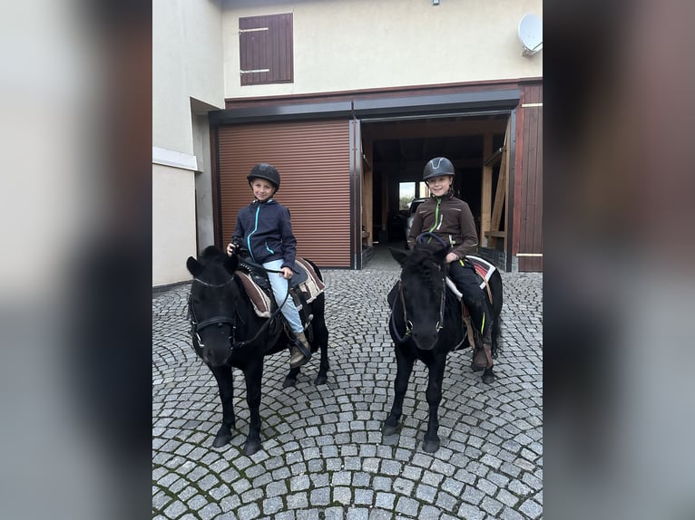 Shetland Ponys Hengst 6 Jahre 105 cm Rappe in Vogtl&#xE4;ndisches Oberland
