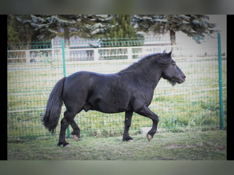 Shetland Ponys Hengst 6 Jahre 105 cm Rappe in Vogtl&#xE4;ndisches Oberland