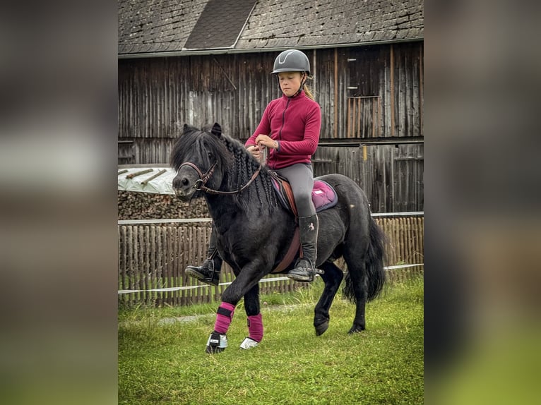 Shetland Ponys Hengst 6 Jahre 105 cm Rappe in Vogtl&#xE4;ndisches Oberland