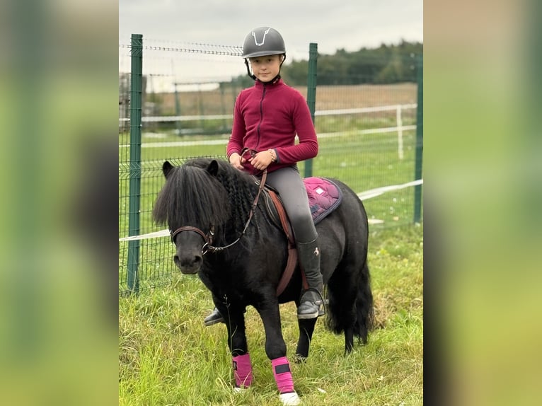 Shetland Ponys Hengst 6 Jahre 105 cm Rappe in Vogtl&#xE4;ndisches Oberland