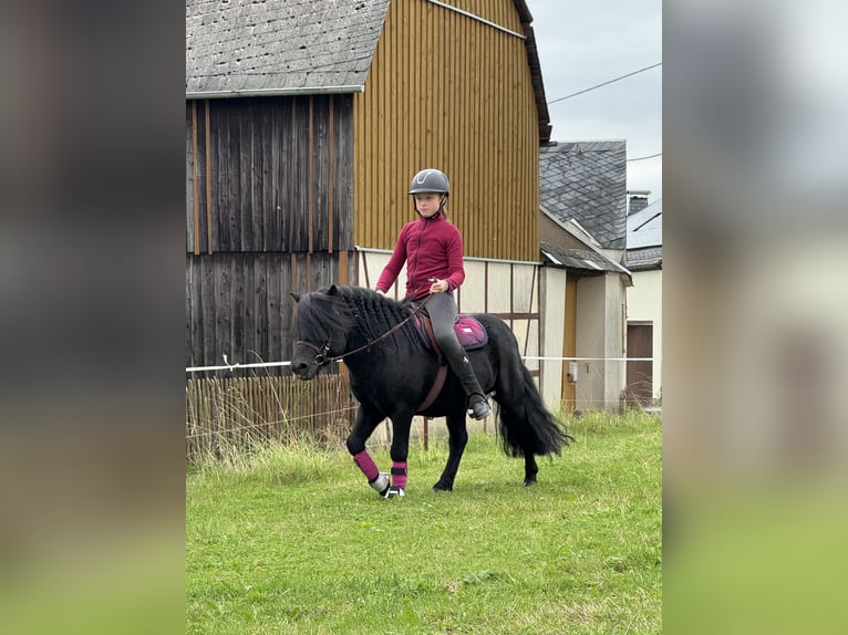 Shetland Ponys Hengst 6 Jahre 105 cm Rappe in Vogtl&#xE4;ndisches Oberland