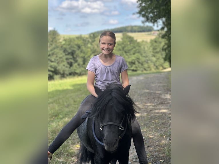 Shetland Ponys Hengst 6 Jahre 105 cm Rappe in Vogtl&#xE4;ndisches Oberland