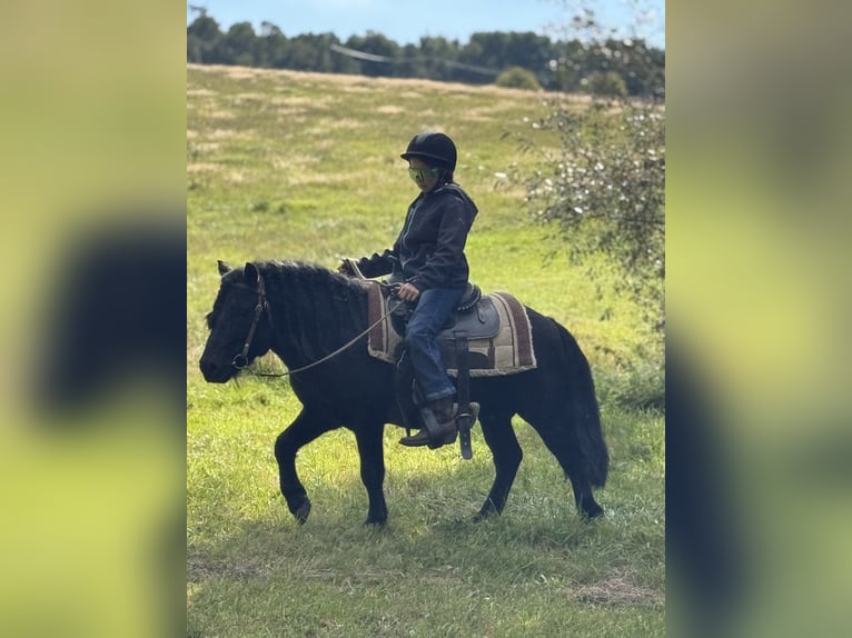 Shetland Ponys Hengst 6 Jahre 105 cm Rappe in Vogtl&#xE4;ndisches Oberland