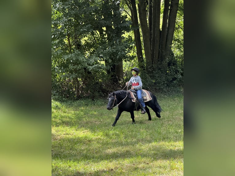 Shetland Ponys Hengst 6 Jahre 105 cm Rappe in Vogtl&#xE4;ndisches Oberland
