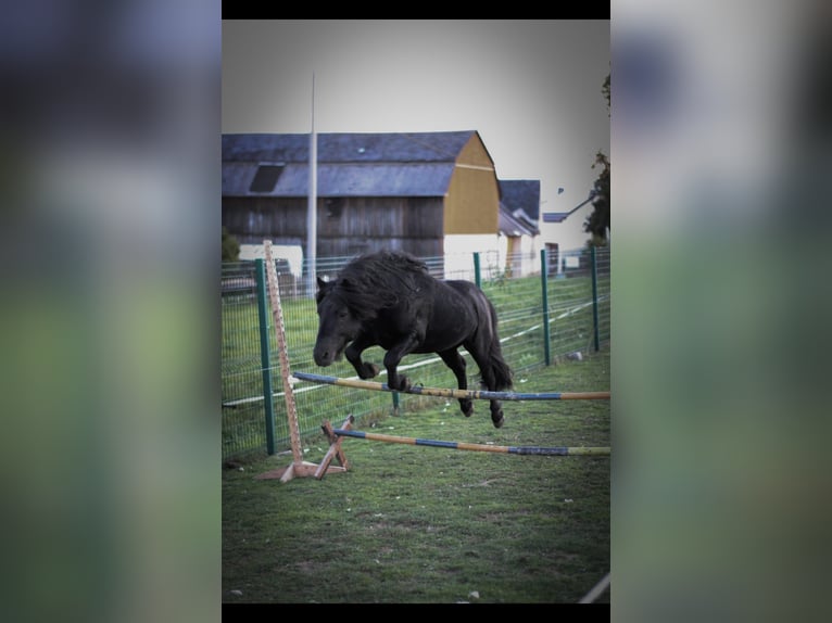 Shetland Ponys Hengst 6 Jahre 105 cm Rappe in Vogtl&#xE4;ndisches Oberland