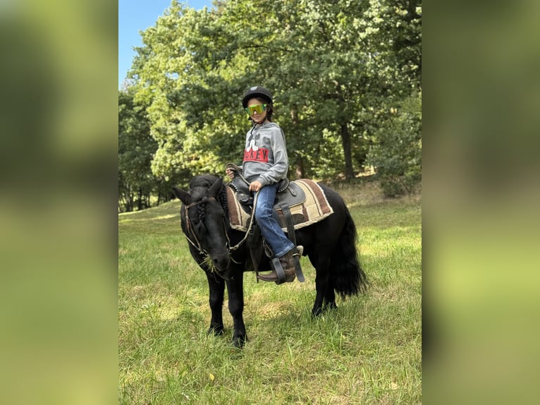 Shetland Ponys Hengst 6 Jahre 105 cm Rappe in Vogtl&#xE4;ndisches Oberland