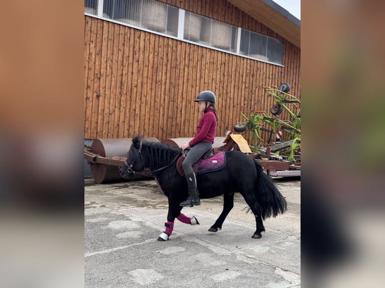 Shetland Ponys Hengst 6 Jahre 105 cm Rappe in Vogtl&#xE4;ndisches Oberland