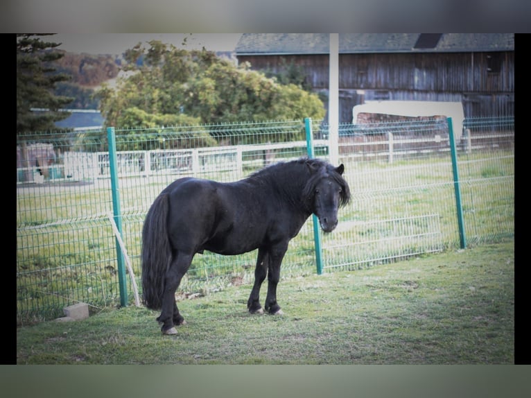 Shetland Ponys Hengst 6 Jahre 105 cm Rappe in Vogtl&#xE4;ndisches Oberland