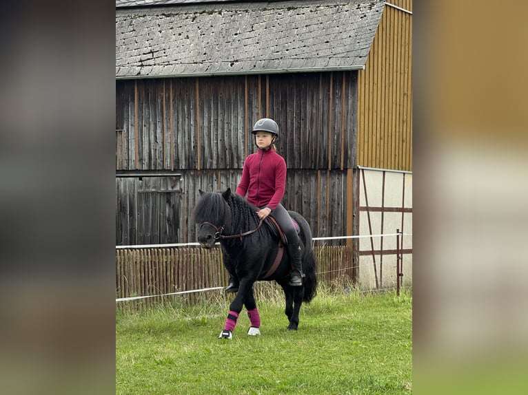 Shetland Ponys Hengst 6 Jahre 105 cm Rappe in Vogtl&#xE4;ndisches Oberland