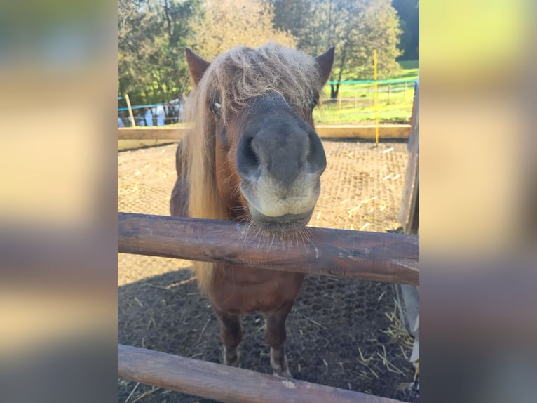 Shetland Ponys Hengst 6 Jahre 106 cm Fuchs in Schwarzenbach am Wald