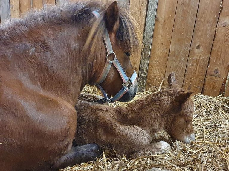 Shetland Ponys Hengst 6 Jahre 106 cm Fuchs in Schwarzenbach am Wald