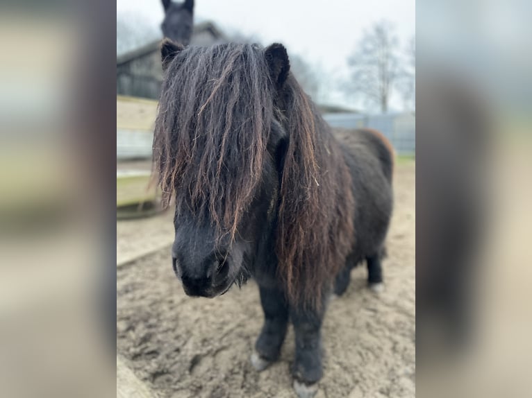 Shetland Ponys Hengst 6 Jahre 110 cm Rappe in Emkendorf
