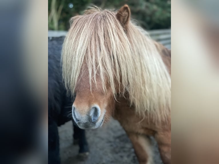 Shetland Ponys Hengst 6 Jahre 90 cm Falbe in Luxem