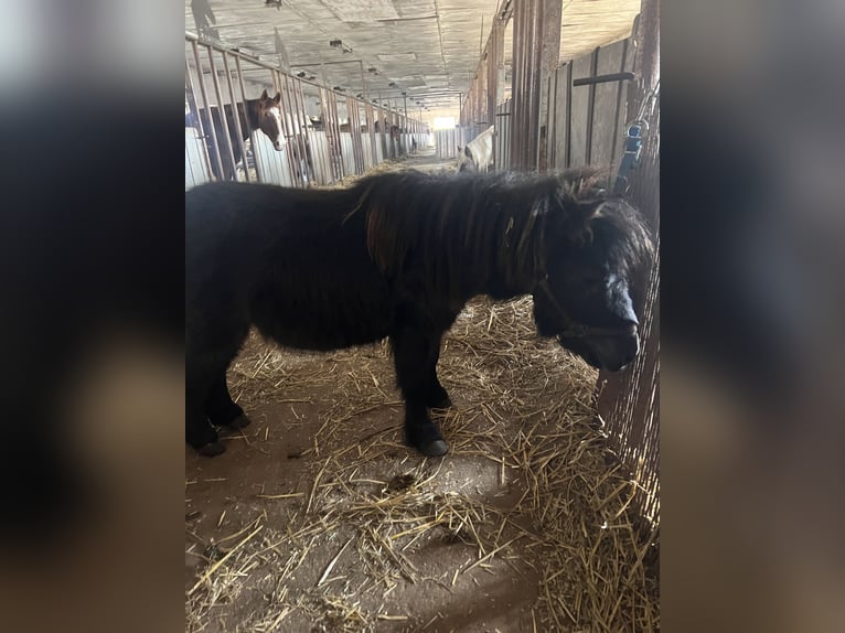 Shetland Ponys Hengst 6 Jahre Rappe in Kaltohmfeld