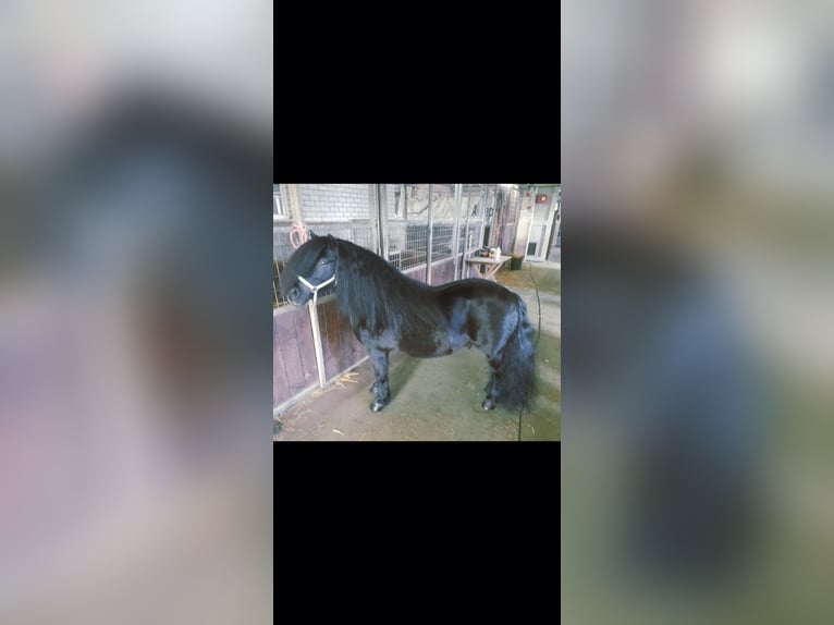 Shetland Ponys Hengst 7 Jaar 102 cm Zwart in Tann