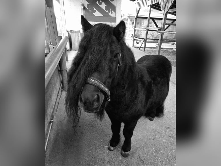 Shetland Ponys Hengst 7 Jaar 102 cm Zwart in Tann