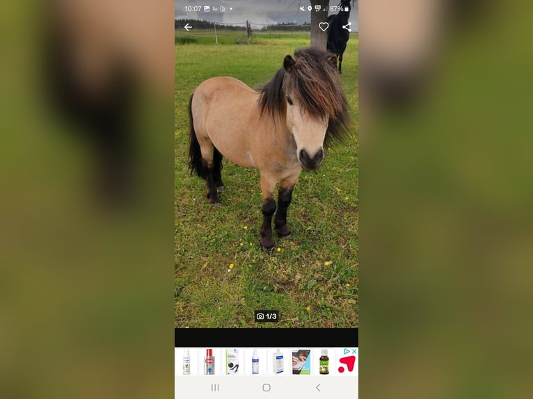 Shetland Ponys Hengst 7 Jaar 105 cm Buckskin in Gunzenhausen