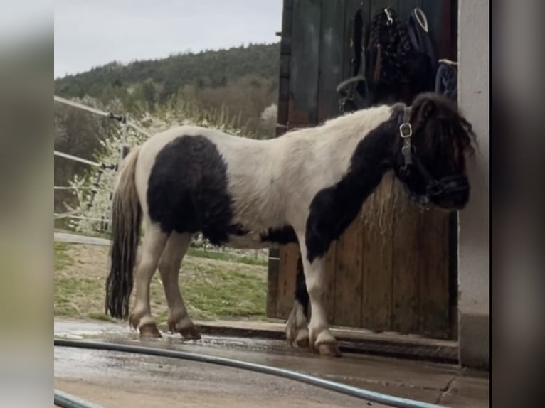 Shetland Ponys Hengst 7 Jaar 83 cm Gevlekt-paard in Eschau