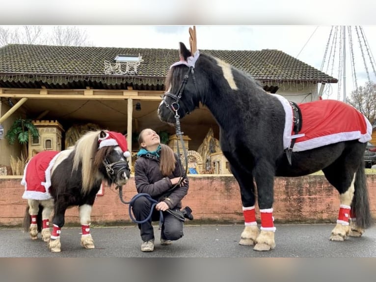 Shetland Ponys Hengst 7 Jaar 83 cm Gevlekt-paard in Eschau