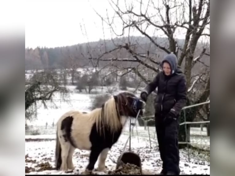 Shetland Ponys Hengst 7 Jaar 83 cm Gevlekt-paard in Eschau