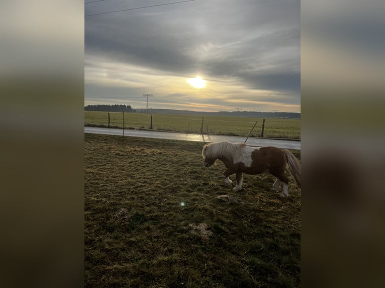 Shetland Ponys Hengst 7 Jaar 94 cm Gevlekt-paard in Neuhausen/Spree