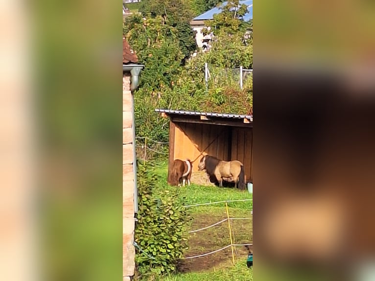 Shetland Ponys Hengst 7 Jahre 105 cm Buckskin in Gunzenhausen