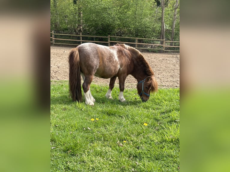 Shetland Ponys Hengst 7 Jahre 83 cm Schecke in Isselburg