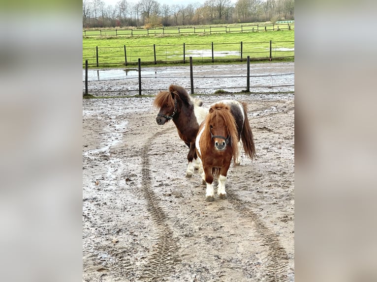 Shetland Ponys Hengst 7 Jahre 83 cm Schecke in Isselburg
