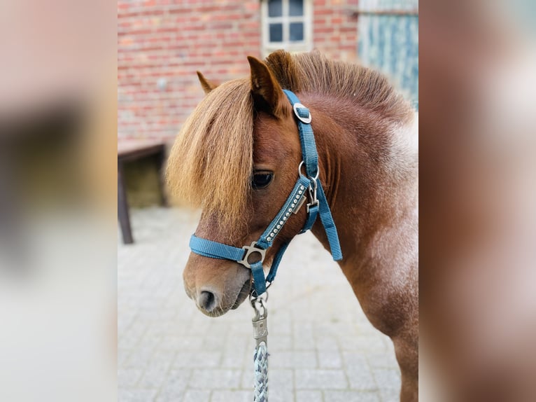 Shetland Ponys Hengst 7 Jahre 83 cm Schecke in Isselburg