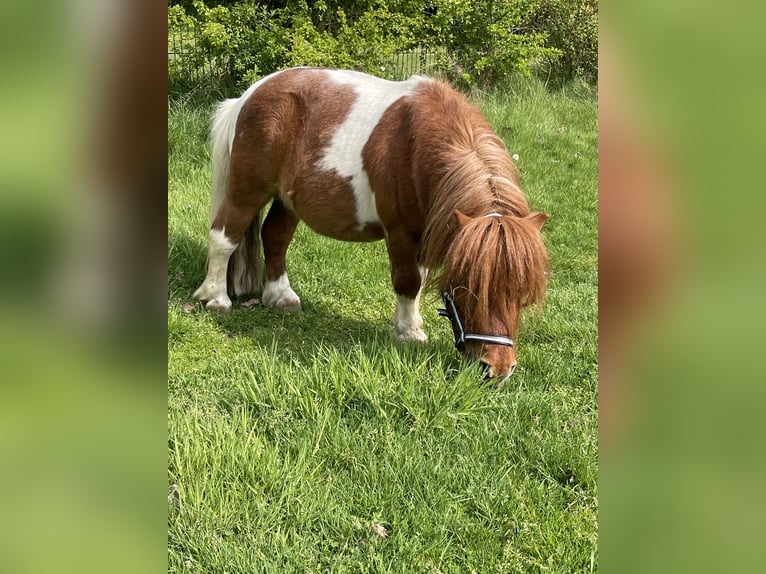 Shetland Ponys Hengst 7 Jahre 83 cm Schecke in Isselburg