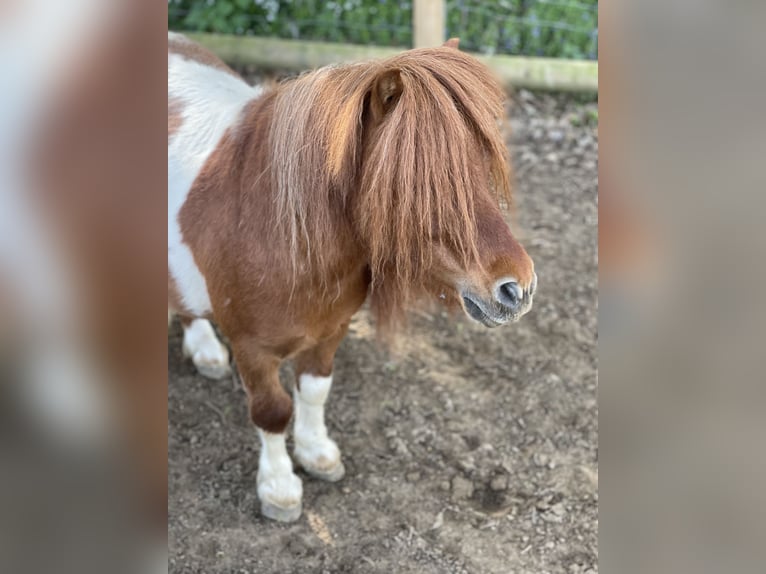 Shetland Ponys Hengst 7 Jahre 83 cm Schecke in Isselburg