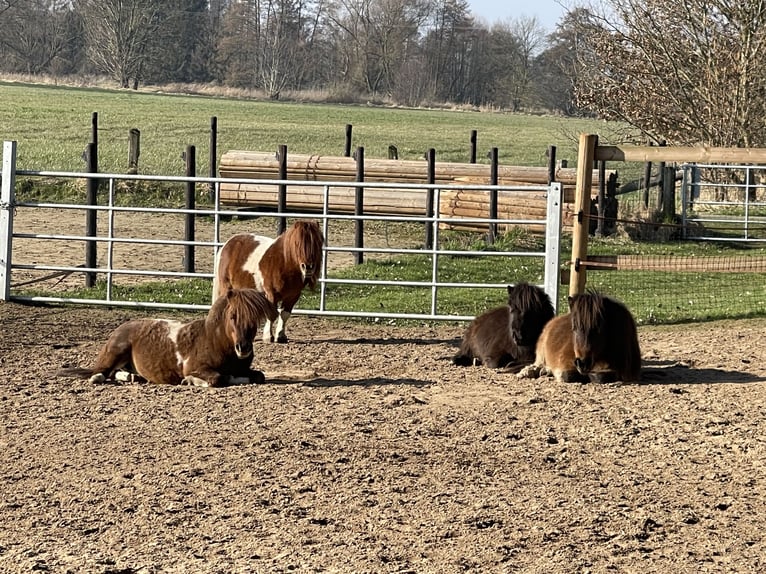 Shetland Ponys Hengst 7 Jahre 83 cm Schecke in Isselburg