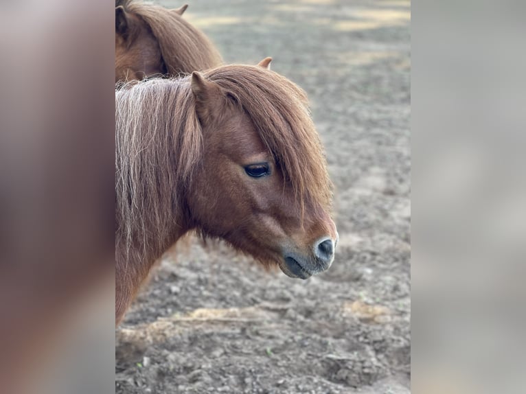 Shetland Ponys Hengst 7 Jahre 83 cm Schecke in Isselburg
