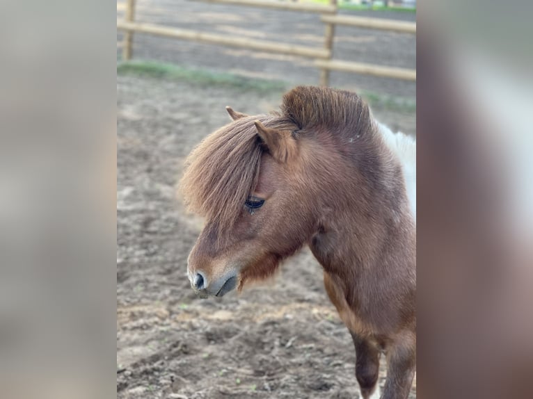 Shetland Ponys Hengst 7 Jahre 83 cm Schecke in Isselburg