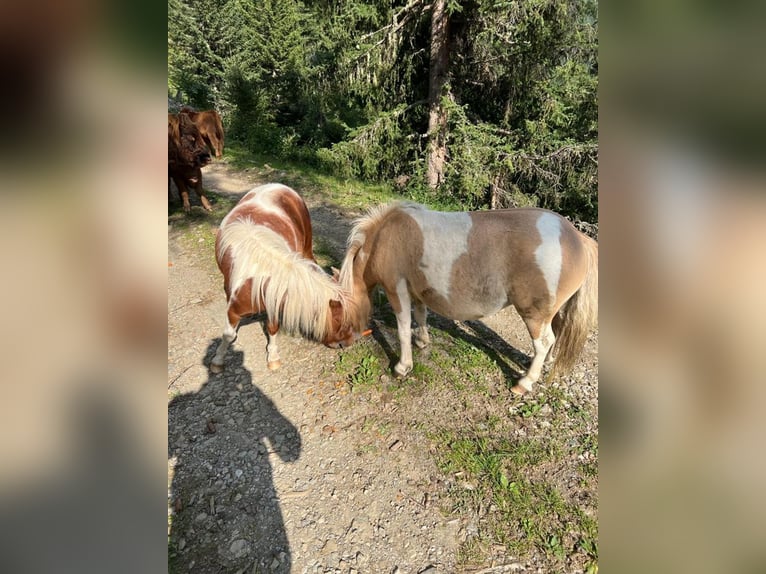 Shetland Ponys Hengst 7 Jahre 84 cm in Obertilliach