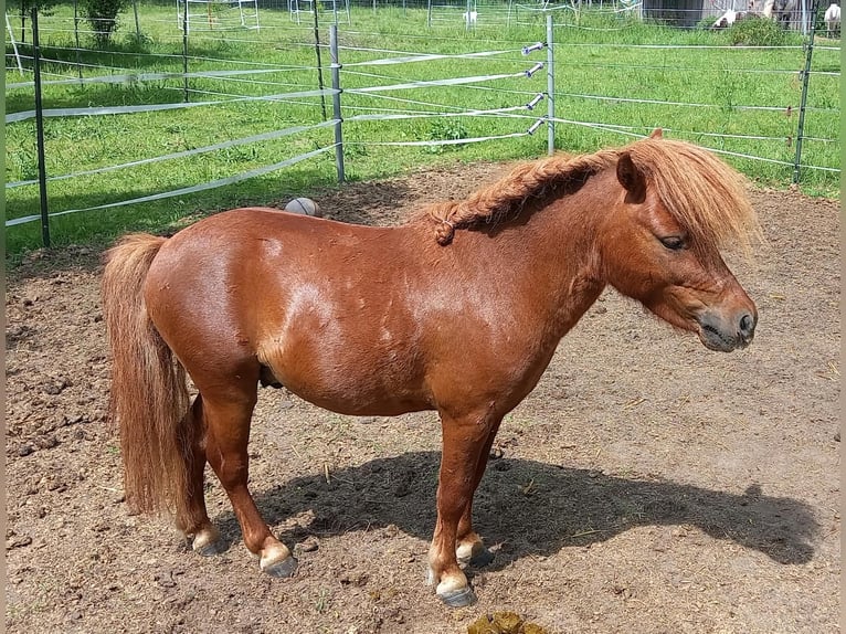 Shetland Ponys Hengst 7 Jahre 95 cm Fuchs in Diepenau