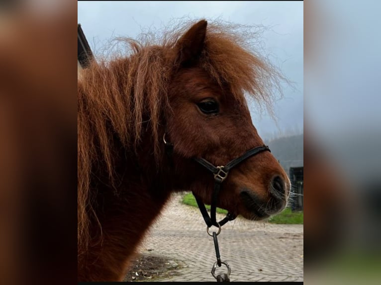 Shetland Ponys Hengst 7 Jahre 95 cm Fuchs in Diepenau