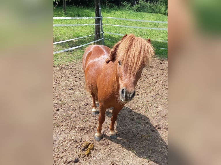 Shetland Ponys Hengst 7 Jahre 95 cm Fuchs in Diepenau