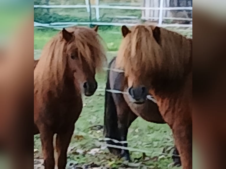 Shetland Ponys Hengst 7 Jahre 95 cm Fuchs in Diepenau