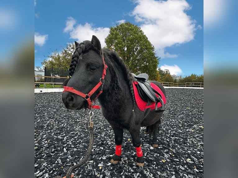 Shetland Ponys Hengst 7 Jahre 97 cm Rappe in Marsberg Shetland Ponys Hengst 7 Jahre 97 cm Rappe in Marsberg