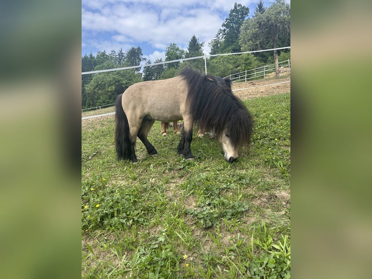 Shetland Ponys Hengst 8 Jaar 100 cm Buckskin in Kirchberg an der Raab