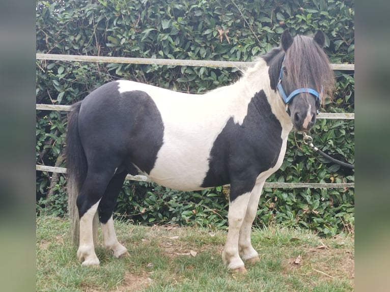 Shetland Ponys Hengst 8 Jaar 100 cm Overo-alle-kleuren in Boudrac