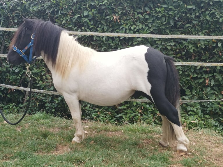 Shetland Ponys Hengst 8 Jaar 100 cm Overo-alle-kleuren in Boudrac