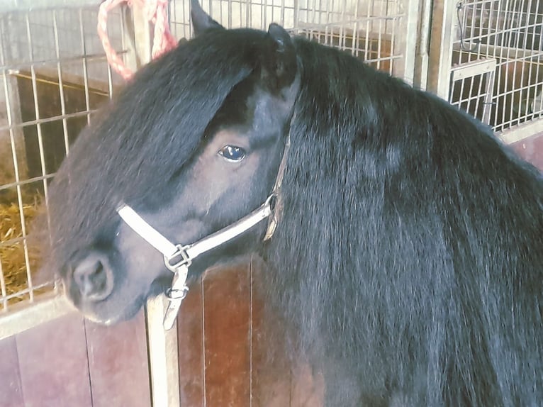 Shetland Ponys Hengst 8 Jaar 102 cm Zwart in Tann