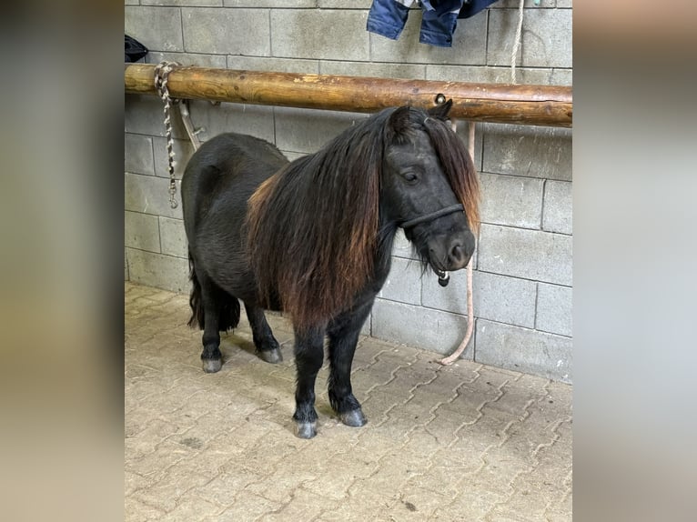 Shetland Ponys Hengst 8 Jaar 105 cm Gevlekt-paard in Daleiden