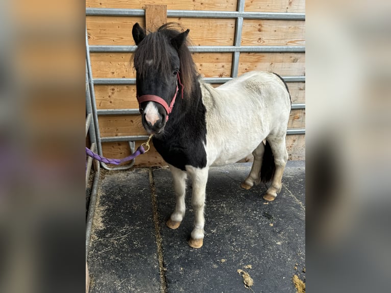 Shetland Ponys Hengst 8 Jaar 105 cm Gevlekt-paard in Daleiden