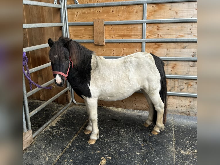 Shetland Ponys Hengst 8 Jaar 105 cm Gevlekt-paard in Daleiden