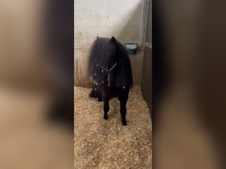 Shetland Ponys Hengst 8 Jahre 102 cm Rappe in Tann