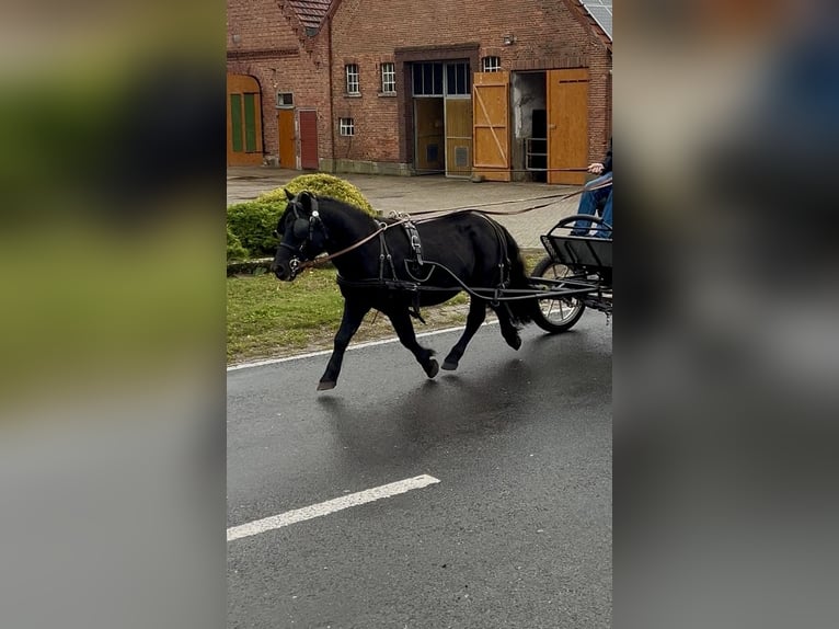 Shetland Ponys Hengst 8 Jahre 105 cm Rappe in Osterwald