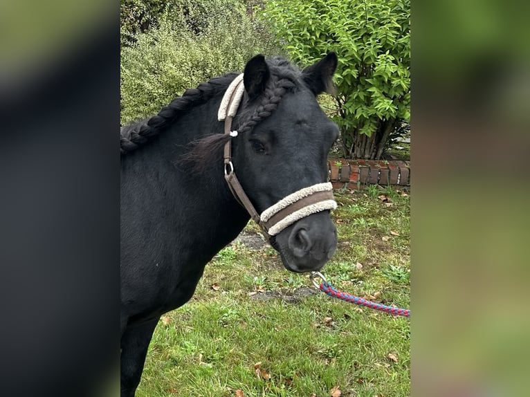 Shetland Ponys Hengst 8 Jahre 105 cm Rappe in Osterwald